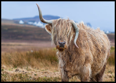 Høylandsfe med skjeve horn poster - Plakatbar.no