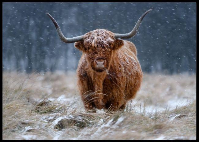Høylandsfe med store horn - Plakat - Plakatbar.no