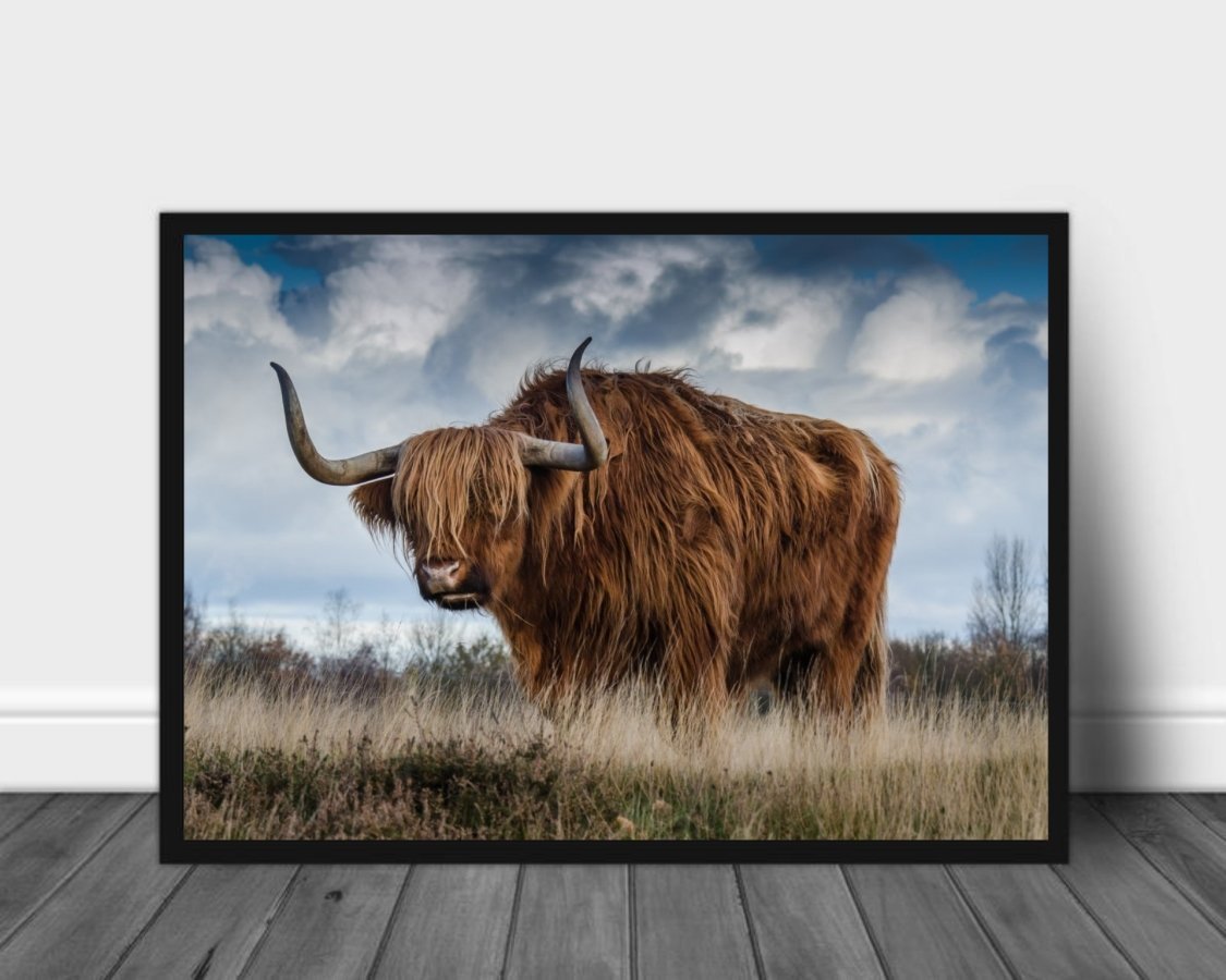 Høylandsfe med store horn poster - Plakatbar.no