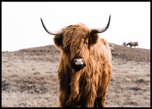 Høylandsfe - Plakat - Plakatbar.no