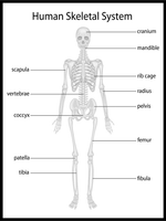 Human Skeleton Poster - Plakatbar.no