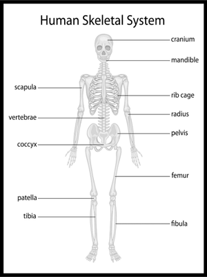 Human Skeleton Poster - Plakatbar.no