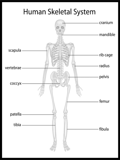 Human Skeleton Poster - Plakatbar.no