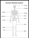 Human Skeleton Poster - Plakatbar.no