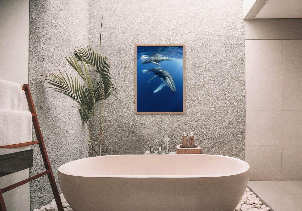 Humpback Whales - poster - Plakatbar.no