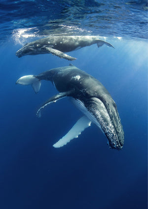 Humpback Whales - poster - Plakatbar.no