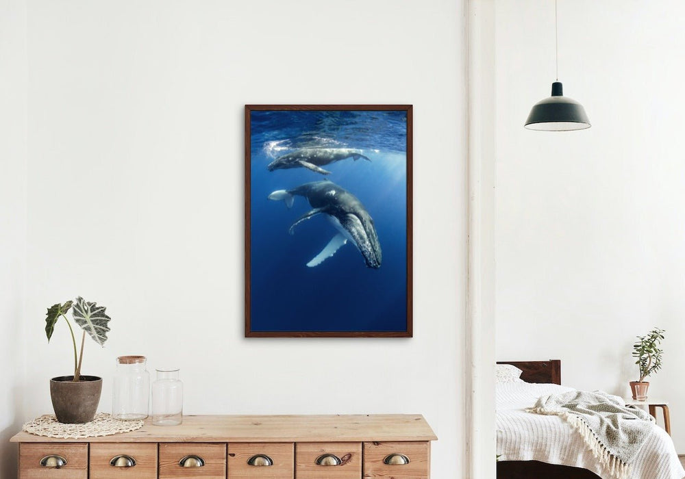 Humpback Whales - poster - Plakatbar.no