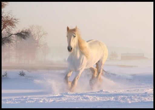Hvit hest i snøen poster - Plakatbar.no