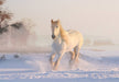 Hvit hest i snøen poster - Plakatbar.no