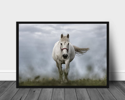 Hvit hest i sommerengen poster - Plakatbar.no