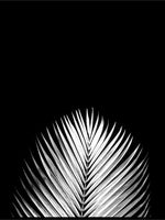 Hvit palme på sort bakgrunn - Plakat - Plakatbar.no