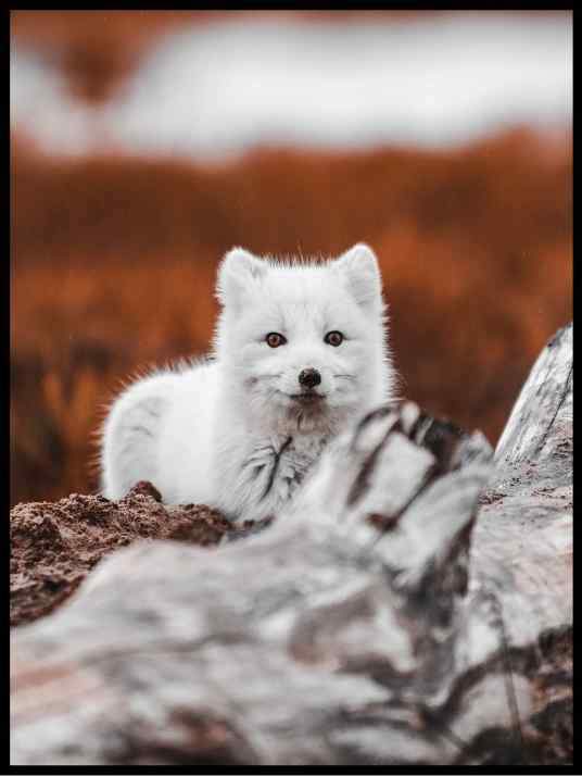 White fox cub