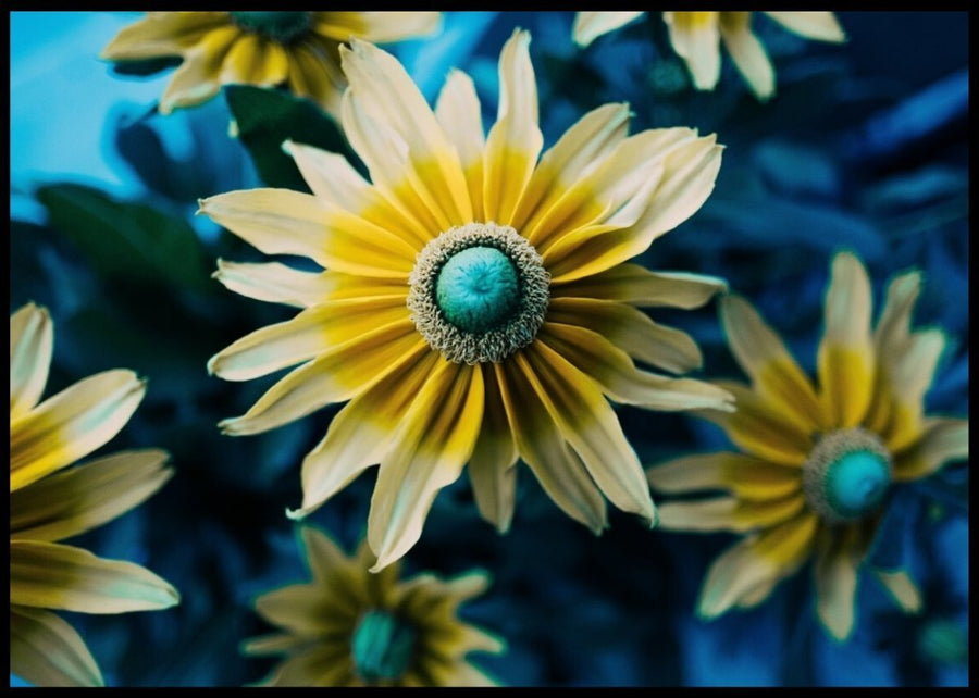 White, yellow and blue flowers posters