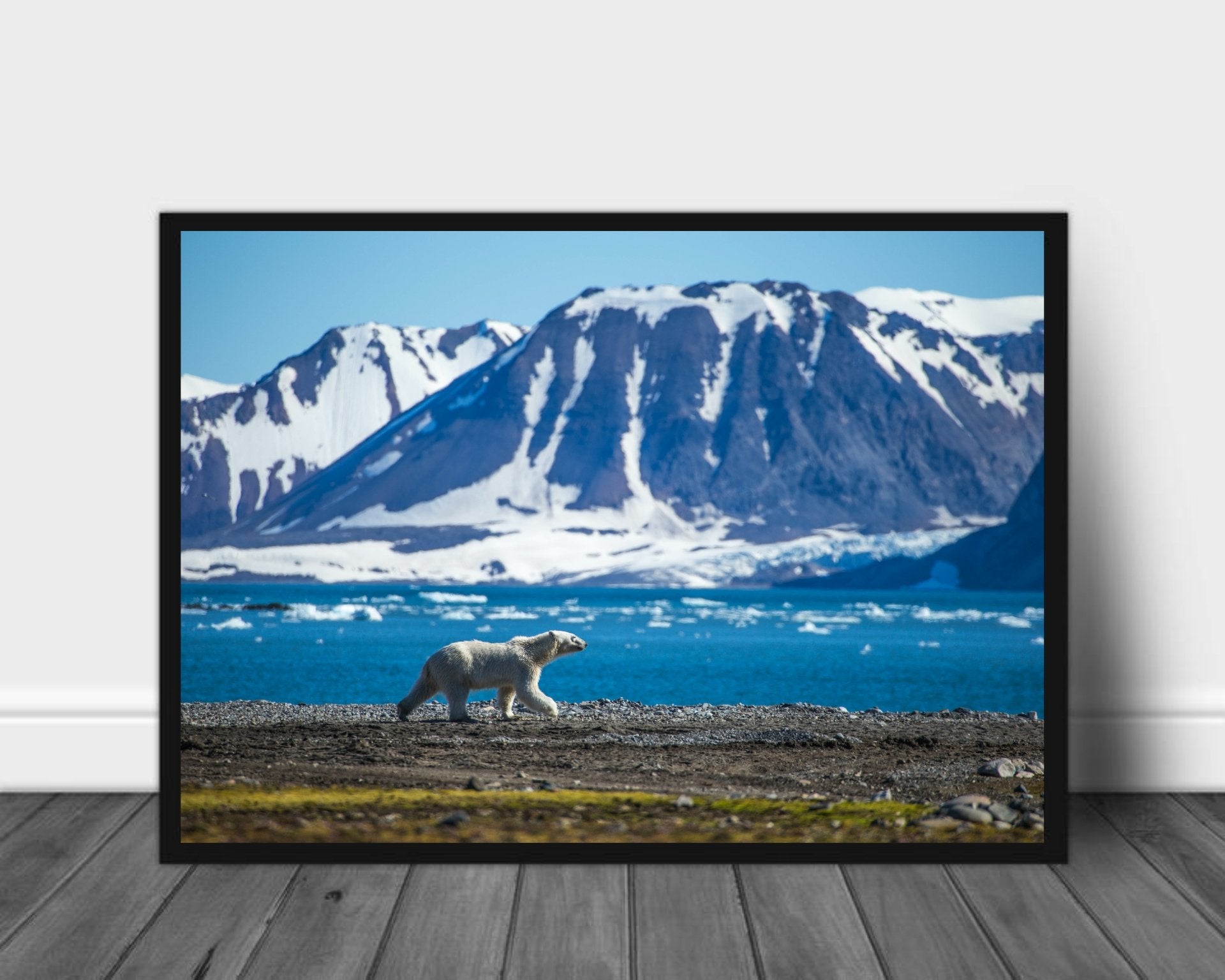 Isbjørn poster - Plakatbar.no