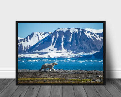 Isbjørn poster - Plakatbar.no