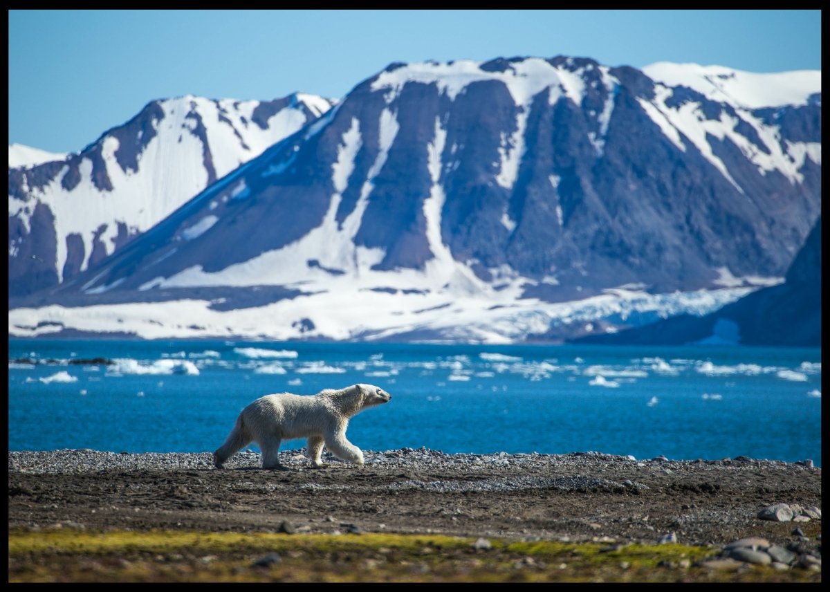 Isbjørn poster - Plakatbar.no