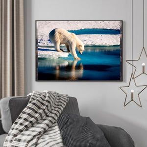 Isbjørn tester isen poster - Plakatbar.no