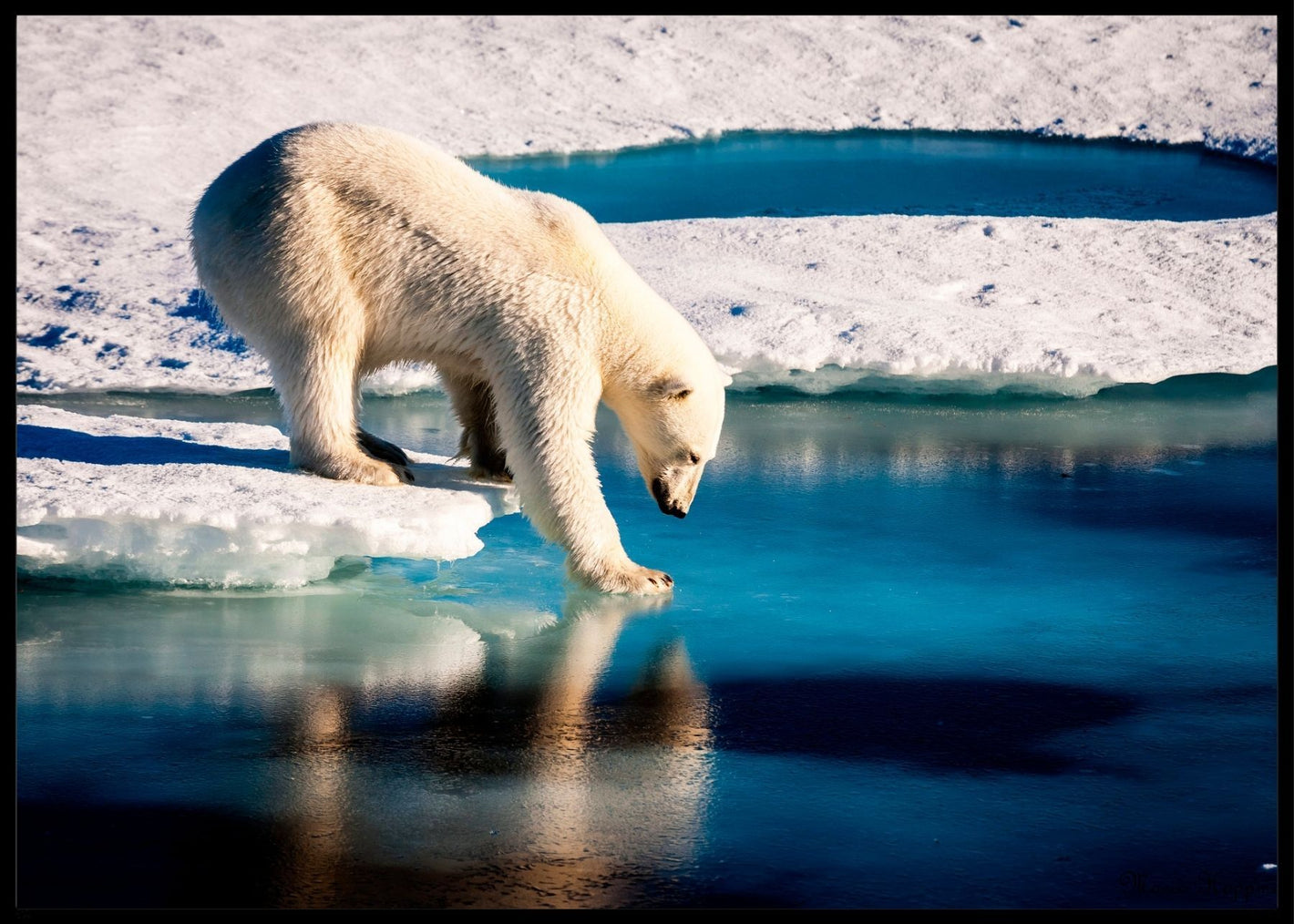 Isbjørn tester isen poster - Plakatbar.no
