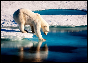 Isbjørn tester isen poster - Plakatbar.no