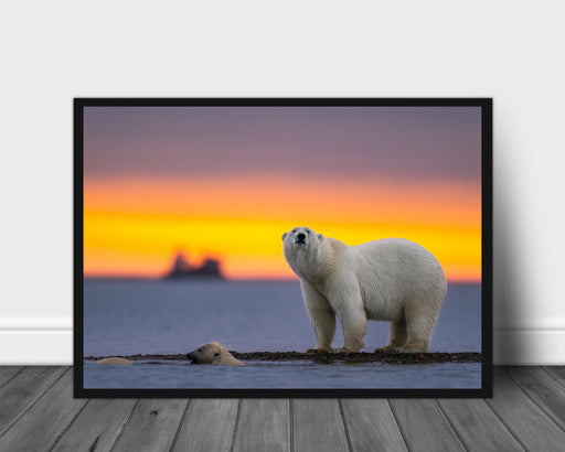 Isbjørnfamilie poster - Plakatbar.no