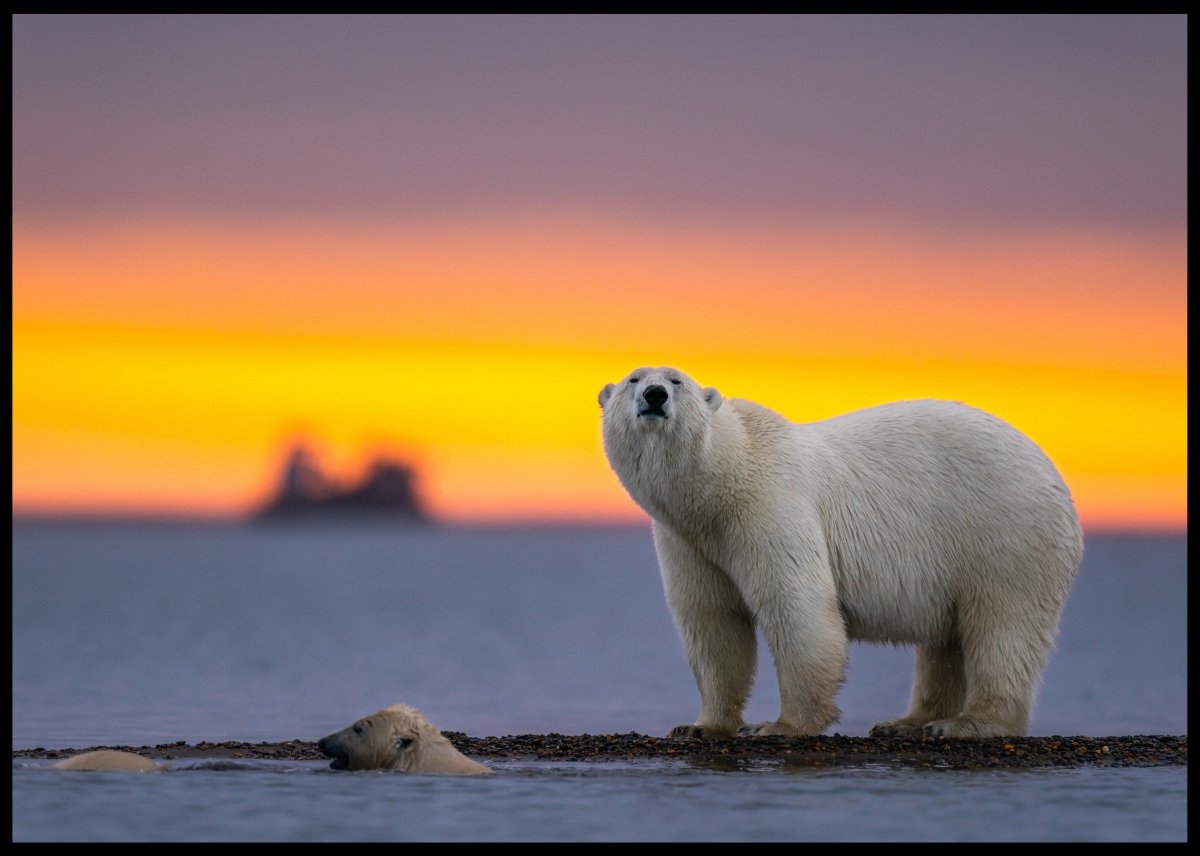 Isbjørnfamilie poster - Plakatbar.no