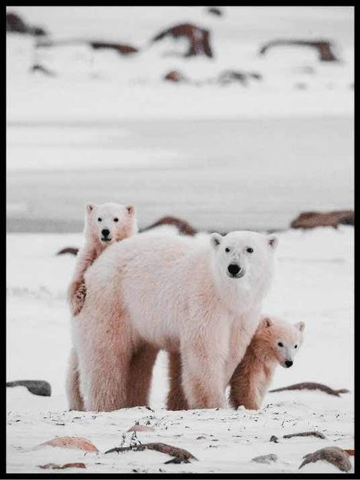 Isbjørnfamilie - Vinterplakat - Plakatbar.no