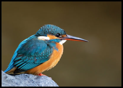 Isfugl poster - Plakatbar.no