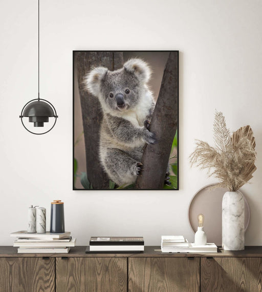 Koala - Plakat - Plakatbar.no