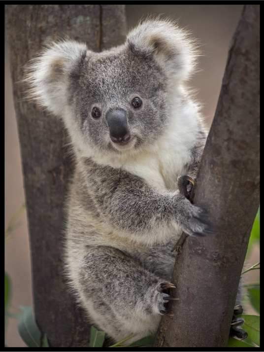 Koala - Plakat - Plakatbar.no