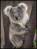 Koala - Plakat - Plakatbar.no