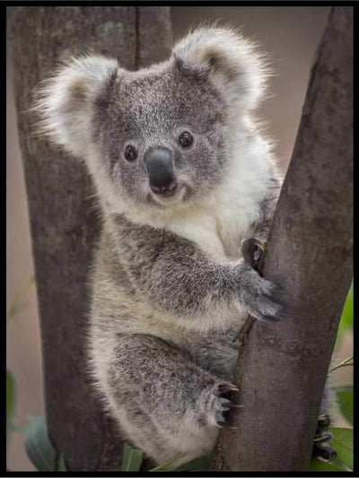 Koala - Plakat - Plakatbar.no