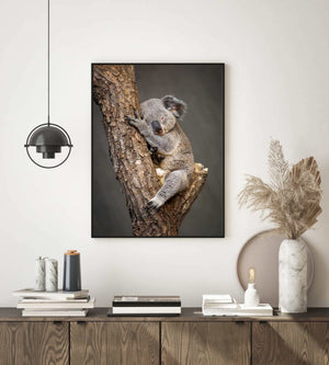 Koala sovende i tre - Plakat - Plakatbar.no