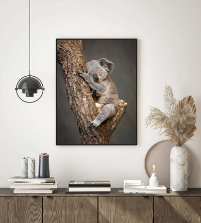 Koala sovende i tre - Plakat - Plakatbar.no