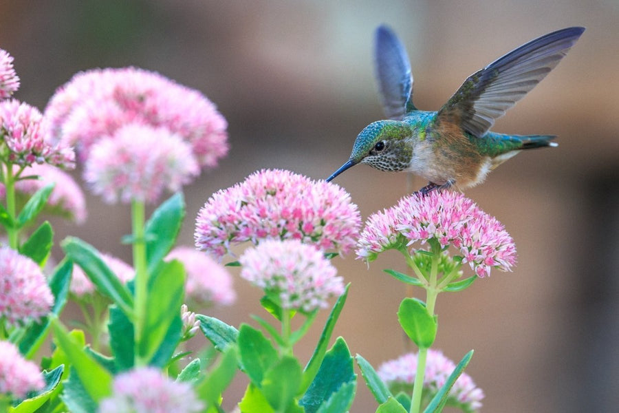 Kolibri på blomst plakat