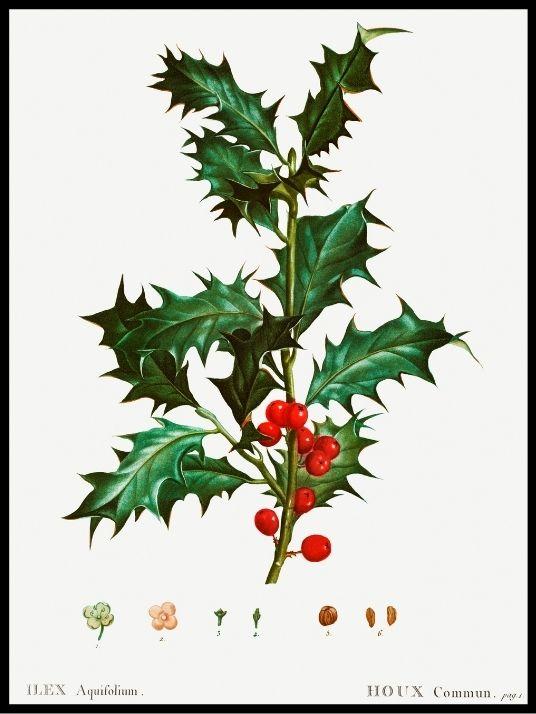 Kristtorn- Gammeldags juleplakat - Plakatbar.no