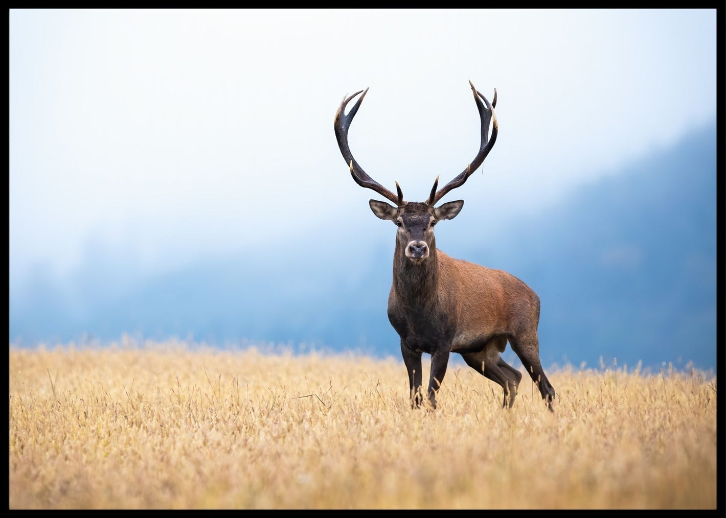 Kronhjort- Poster - Plakatbar.no