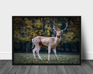 Kronhjort poster - Plakatbar.no