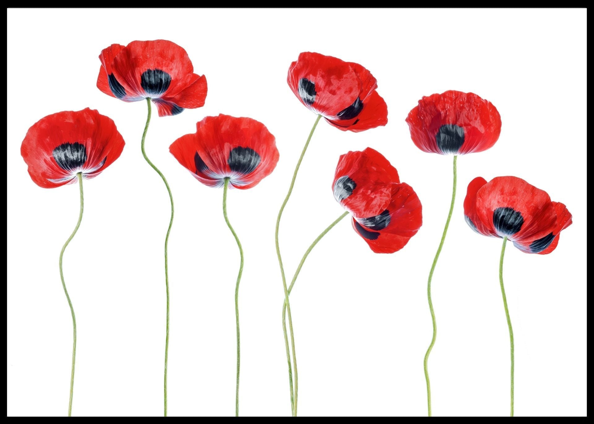 Ladybird poppies- poster - Plakatbar.no
