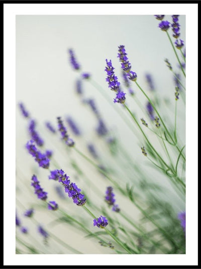Lavendel botanisk plakat - Plakatbar.no