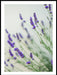 Lavendel botanisk plakat - Plakatbar.no