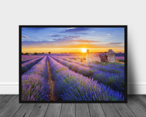 Lavendel i Provence - Poster - Plakatbar.no