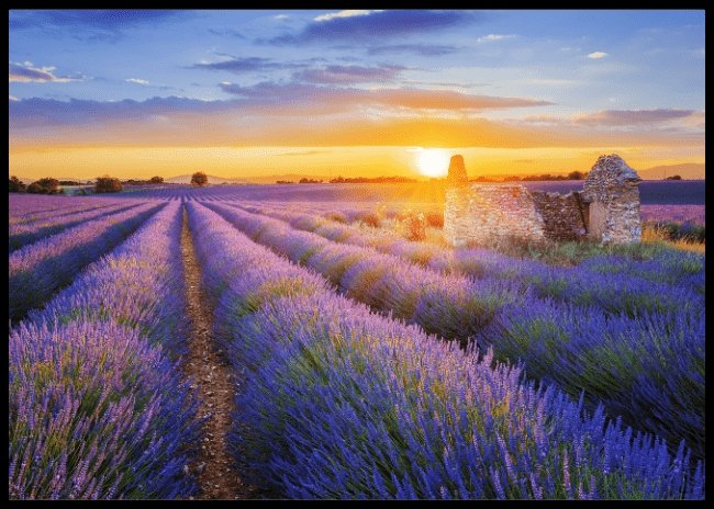 Lavendel i Provence - Poster - Plakatbar.no