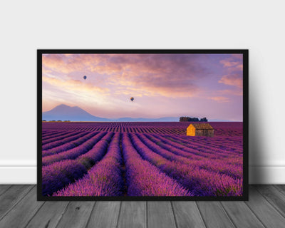 Lavendel marker i Provence - Poster - Plakatbar.no