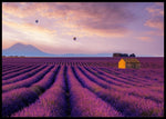 Lavendel marker i Provence - Poster - Plakatbar.no
