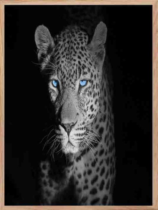 Leopard - Blue Eyes Poster - Plakatbar.no