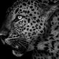 Leopard i natten - Plakatbar.no
