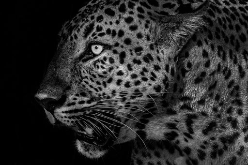 Leopard i natten - Plakatbar.no