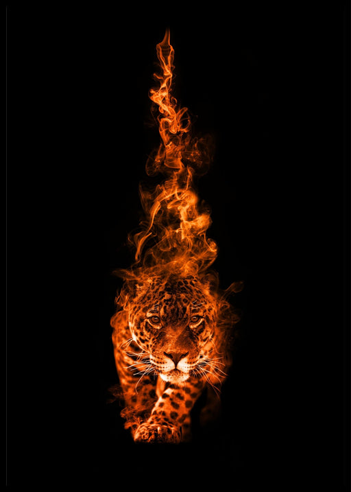 Leopard i natten - poster - Plakatbar.no