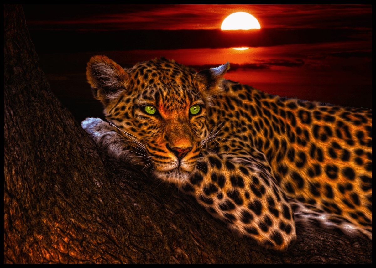 Leopard i solnedgang poster - Plakatbar.no