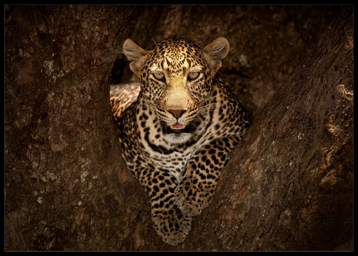 Leopard i treet poster - Plakatbar.no